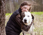 Собаки в Москве: Малыш в поисках дома и семьи! Мальчик, Бесплатно - фото 7