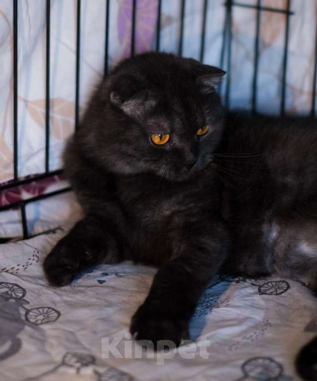 Кошки в Санкт-Петербурге: Лилу из приюта в добрые руки Девочка, Бесплатно - фото 9