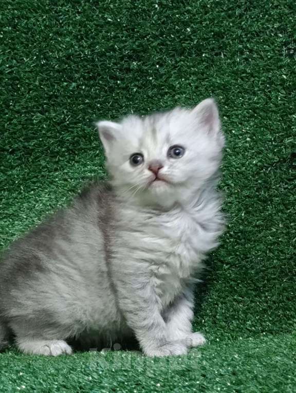 Кошки в Москве: Замечательные шотландские котята Мальчик, Бесплатно - фото 9