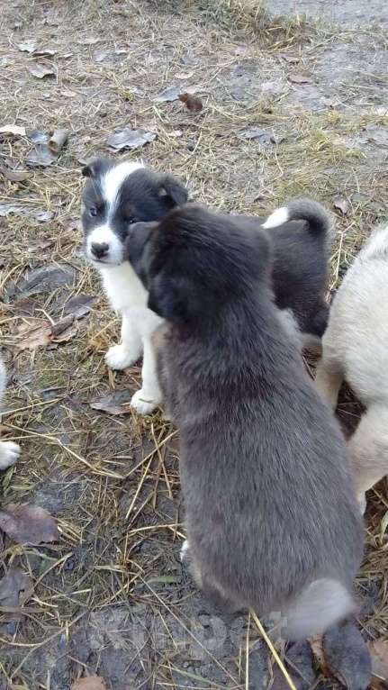 Собаки в Мыске: Щенок лайки Мальчик, Бесплатно - фото 2