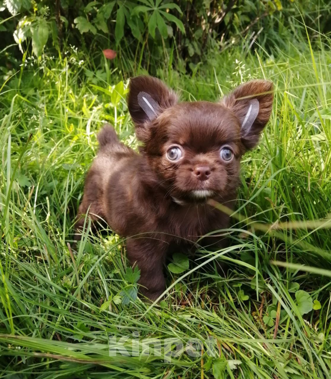 Собаки в Санкт-Петербурге: Чихуахуа дш Мальчик, 35 000 руб. - фото 3