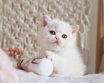 Кошки в Москве: Британский котёнок Неся Девочка, 150 000 руб. - фото 7