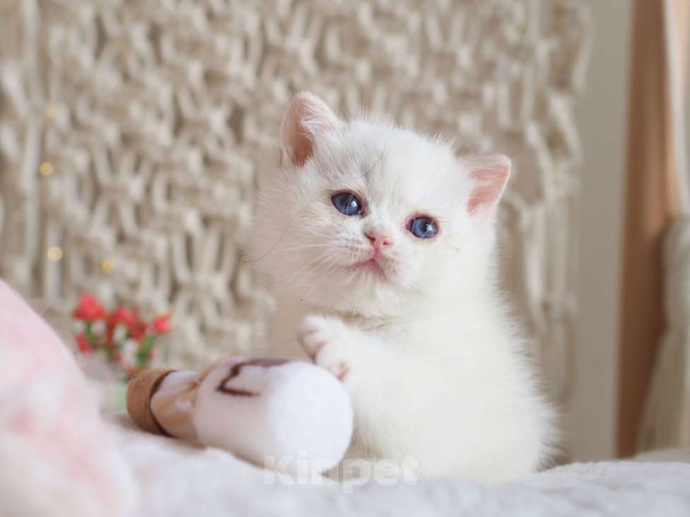 Кошки в Москве: Британский котёнок Неся Девочка, 150 000 руб. - фото 7