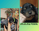 Собаки в других городах Ленинградской области: Австралийский ретривер Мальчик, 7 000 руб. - фото 1
