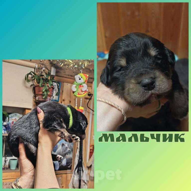 Собаки в других городах Ленинградской области: Австралийский ретривер Мальчик, 7 000 руб. - фото 1