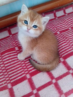 Котик страйт ny12