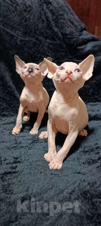 Кошки в Донецке: Голубоглазые котята Канадского сфинкса Девочка, 20 000 руб. - фото 3