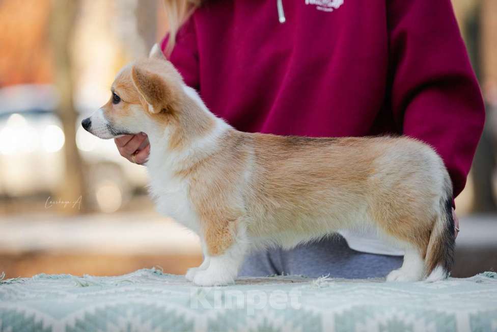 Собаки в Москве: Галь Гадот Из Дома Венгрэ Девочка, 120 000 руб. - фото 4