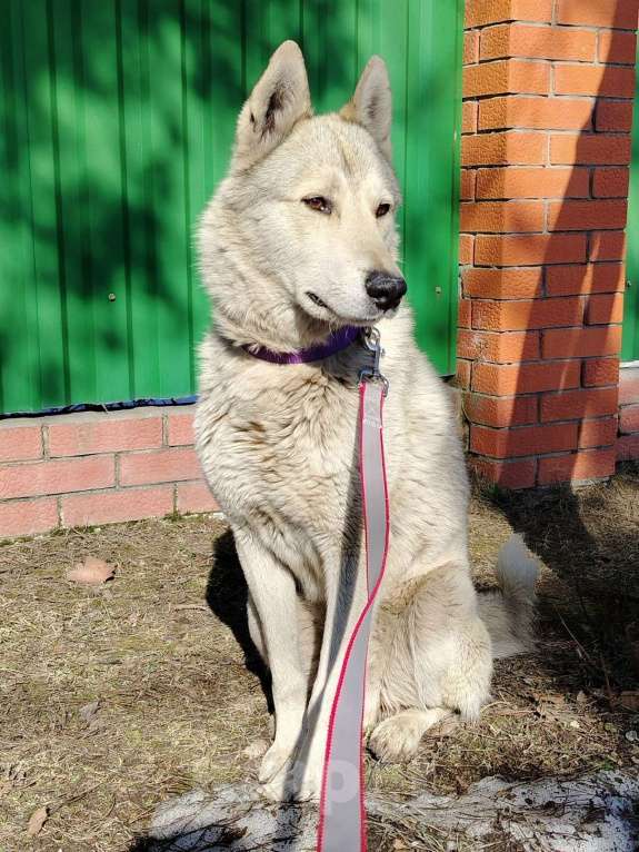 Собаки в Чехове: ПОМОГИТЕ ВОЛЧКУ НАЙТИ ЛЮБЯЩИЙ ДОМ! 🙌 Мальчик, Бесплатно - фото 2