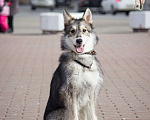Собаки в Красноармейске: Щенок в добрые руки Девочка, Бесплатно - фото 2