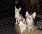 Кошки в Тамбове: Котята., 100 руб. - фото 3