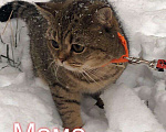 Кошки в Новокубанске: Продам котёнка, 4 000 руб. - фото 4