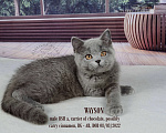 Кошки в Санкт-Петербурге: Голубой британский котенок Мальчик, 35 000 руб. - фото 8