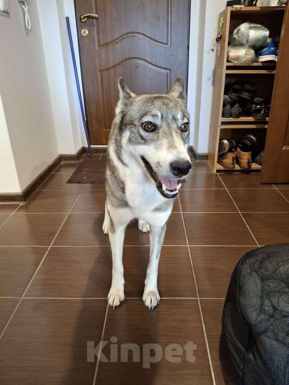 Собаки в Мытищах: Нежная лайка ищет любящих хозяев Девочка, Бесплатно - фото 4