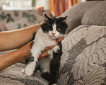 Кошки в Краснознаменске: Боцман ищет любящую семью❤️ Мальчик, 100 руб. - фото 2