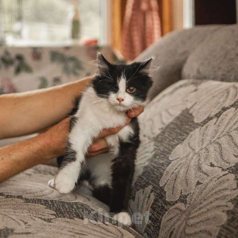 Кошки в Краснознаменске: Боцман ищет любящую семью❤️ Мальчик, 100 руб. - фото 2