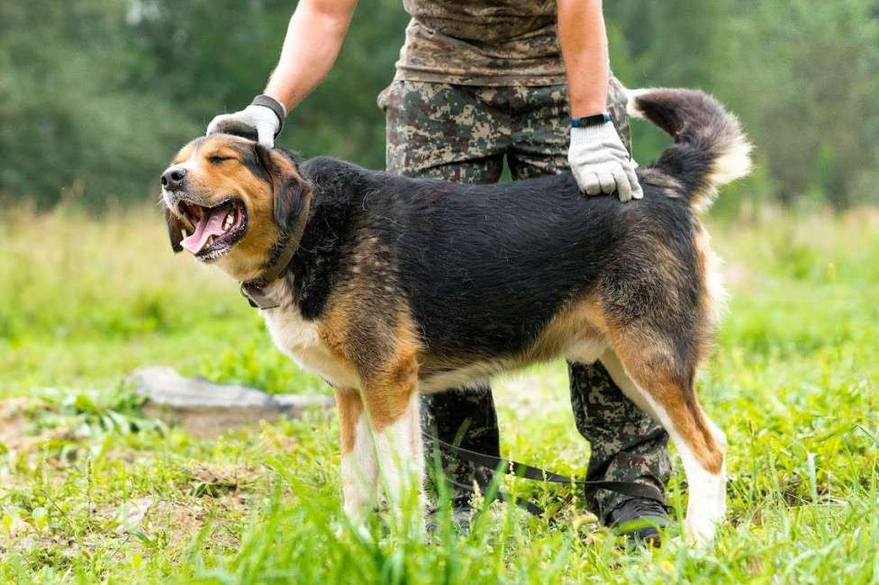 Собаки в Воскресенске: Большой Бим с большим сердцем в поисках дома! Мальчик, Бесплатно - фото 5