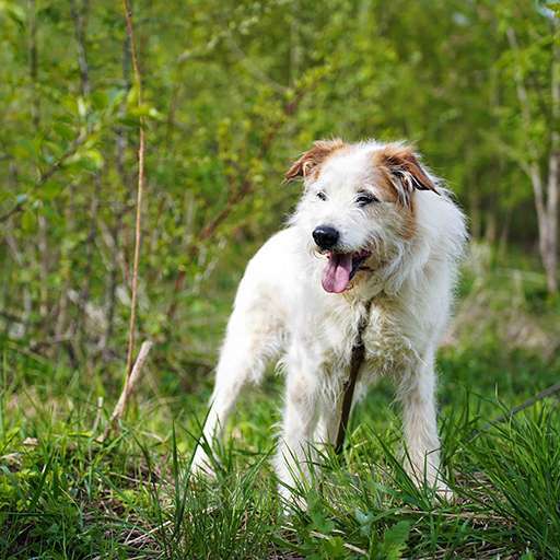 Собаки в Москве: Челси Девочка, Бесплатно - фото 4