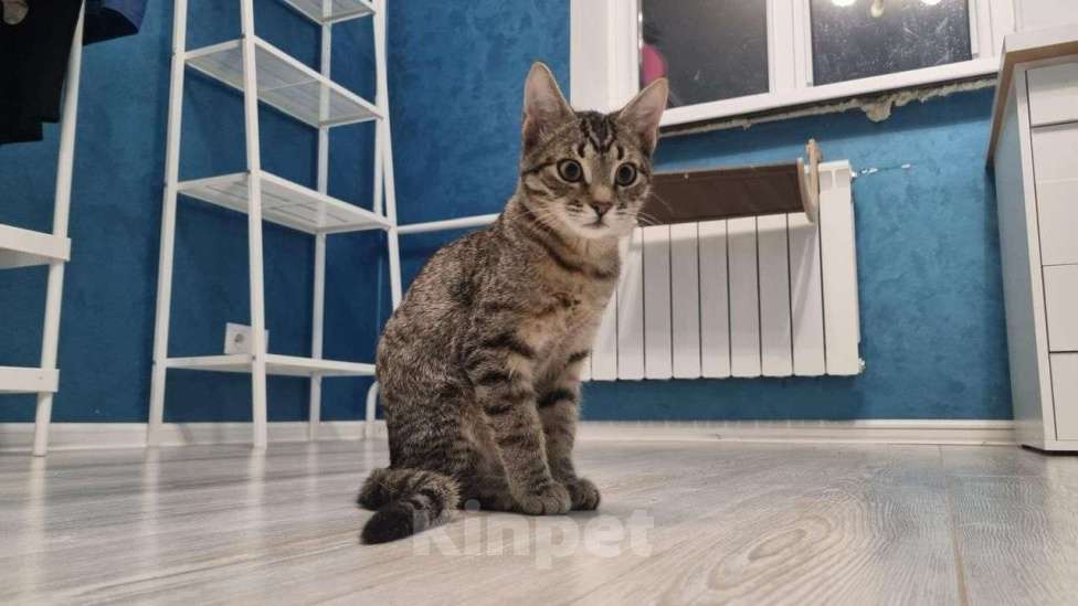 Кошки в Москве: Сина и Жан  Девочка, Бесплатно - фото 5