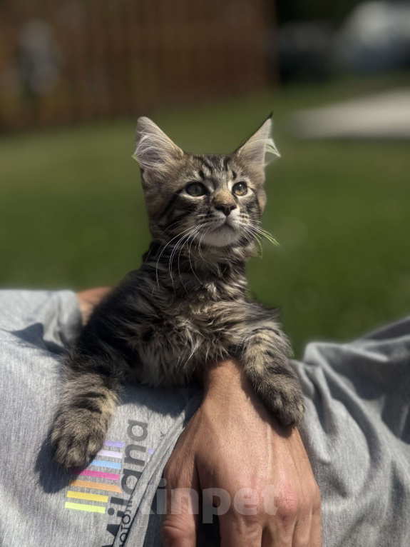 Кошки в Барнауле: Мальчик  Мальчик, 10 000 руб. - фото 2