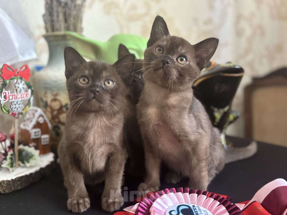 Кошки в Москве: Бурманская кошка соболиного окраса Девочка, 120 000 руб. - фото 5