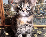 Кошки в Петергофе: Девулечка любопытинка Девочка, 40 000 руб. - фото 4
