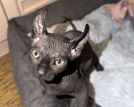 Кошки в Москве: Бамбино канадский сфинкс Разнополые, 25 000 руб. - фото 6