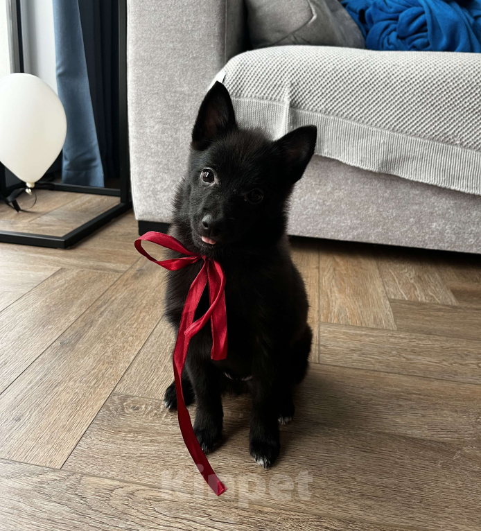 Собаки в Новосибирске: Продам щенка-шипперке 3 месяца  Девочка, 30 000 руб. - фото 1