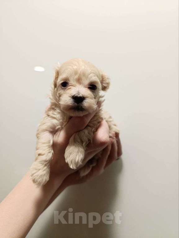 Собаки в Новосибирске: Мальтипу Девочка, 100 000 руб. - фото 3