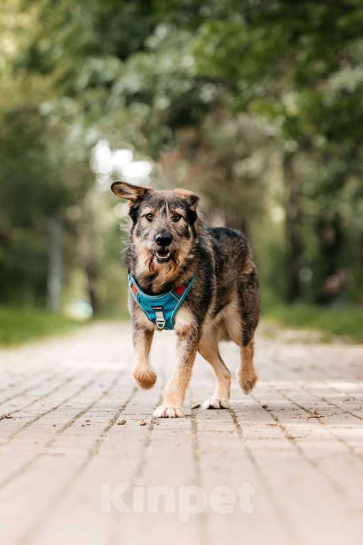 Собаки в Москве: Фокс - энергия и красота в одном флаконе! Мальчик, Бесплатно - фото 4