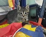 Кошки в Саратове: Котята в добрые руки Мальчик, Бесплатно - фото 1