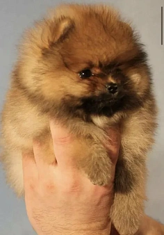 Отдам шпица