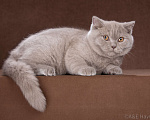 Кошки в Одинцово: Британская кошка Мальчик, Бесплатно - фото 3