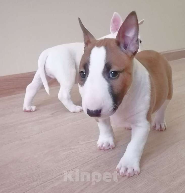 Собаки в Уфе: Продаётся миниатюрный бультерьер Девочка, Бесплатно - фото 2