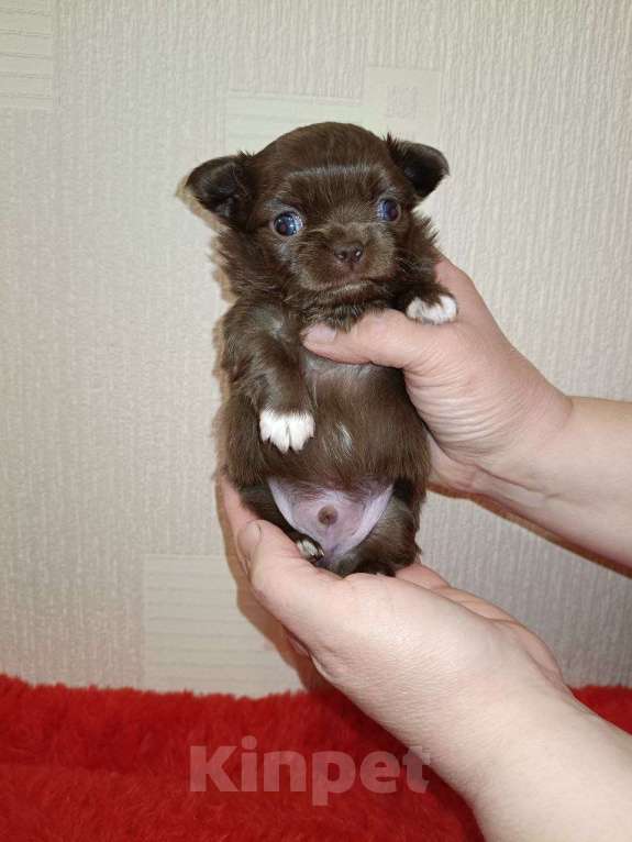 Собаки в Санкт-Петербурге: Шоколадный мальчик  Мальчик, 70 000 руб. - фото 1