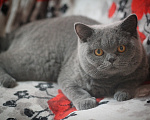Кошки в Магнитогорске: Yesenia Marshmallow Девочка, 15 000 руб. - фото 1