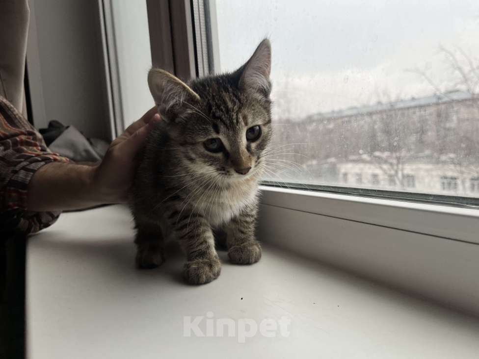 Кошки в Москве: Кошечка Шкода в добрые руки Девочка, Бесплатно - фото 2