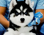 Собаки в Красноярске: Хаски Щенки Разных окрасов Разнополые, Бесплатно - фото 1