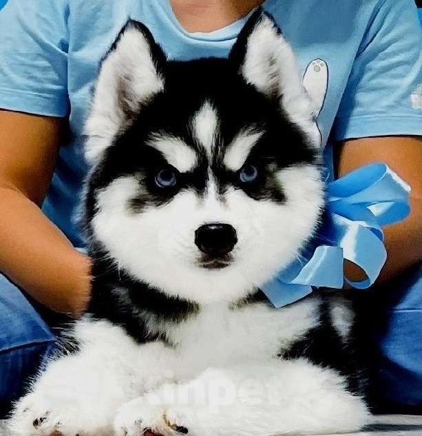 Собаки в Красноярске: Хаски Щенки Разных окрасов Разнополые, Бесплатно - фото 1