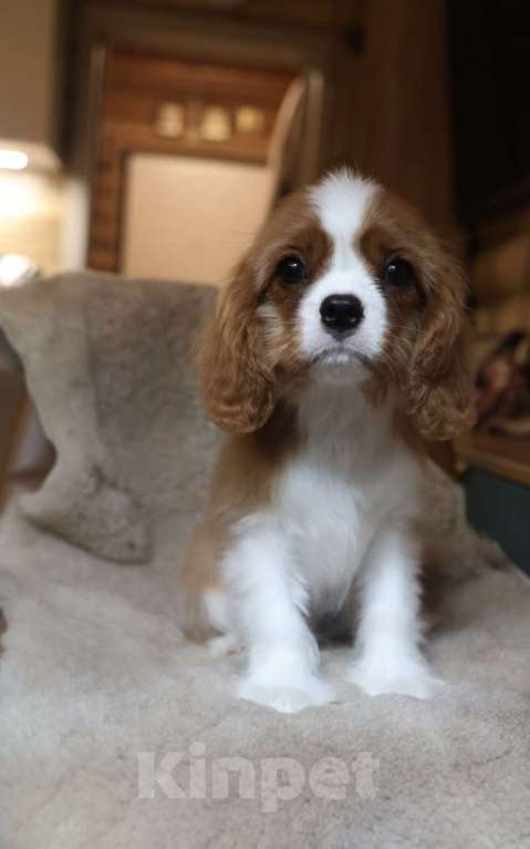 Собаки в Москве: Мальчики Кавалер Кинг чарльз спаниель  Мальчик, 120 000 руб. - фото 4