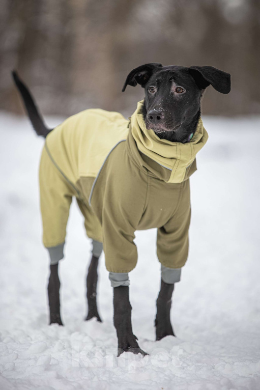 Собаки в Москве: Здравствуйте. Это Макс.  Мальчик, Бесплатно - фото 2