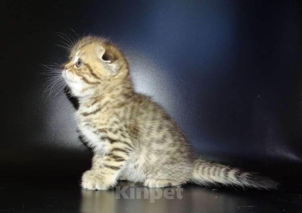 Кошки в Москве: Шотланские котята, шоколадный окрас, девочки, БРИД-класс Девочка, 30 000 руб. - фото 8