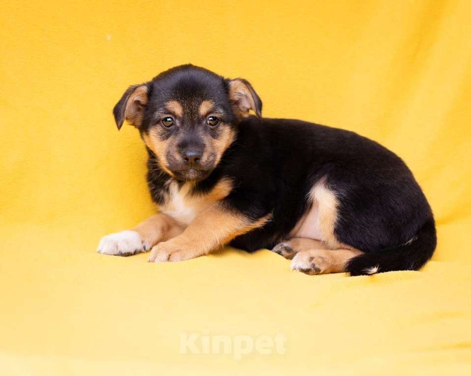 Собаки в Москве: Миниатюрный щенок в добрые руки Девочка, Бесплатно - фото 4