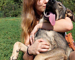 Собаки в Мытищах: Мартин ищет дом Мальчик, Бесплатно - фото 6