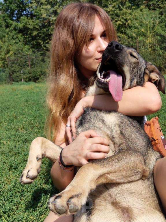 Собаки в Мытищах: Мартин ищет дом Мальчик, Бесплатно - фото 6