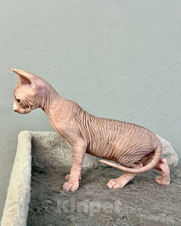 Кошки в Москве: Канадский Сфинкс  Еmmanuel Мальчик, 55 000 руб. - фото 2