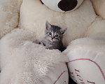 Кошки в Астрахани: Отдам котёнка в хорошие руки Мальчик, Бесплатно - фото 2