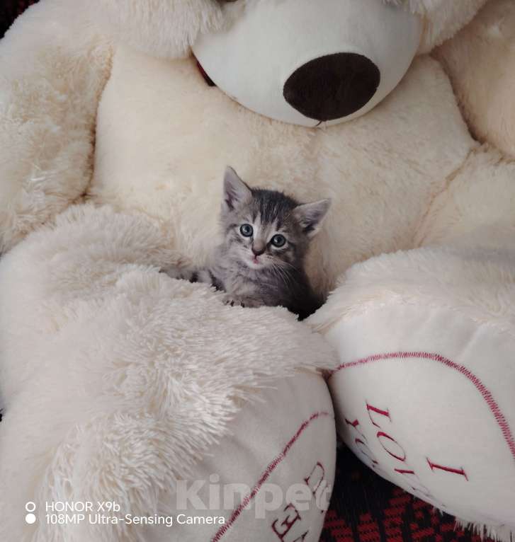 Кошки в Астрахани: Отдам котёнка в хорошие руки Мальчик, Бесплатно - фото 2