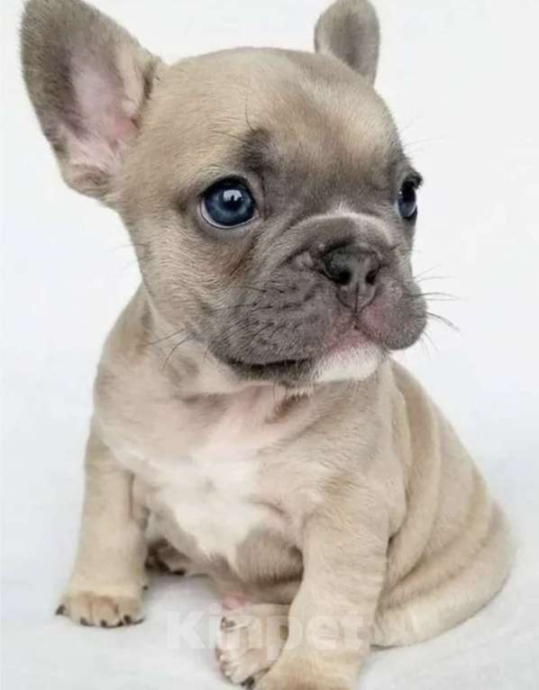 Собаки в Иркутске: Лекс Лагерфельд Мальчик, 60 000 руб. - фото 2