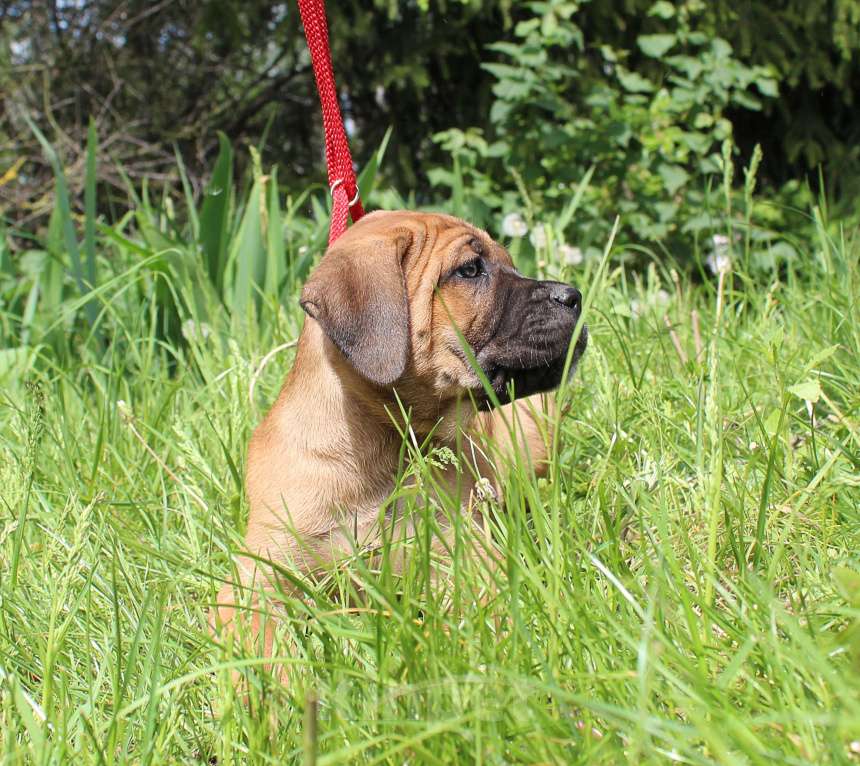 Собаки в Брянске: Предлагаются щенки Кане Корсо Девочка, 50 000 руб. - фото 5